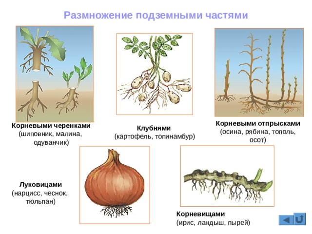 Омг даркнет ссылка